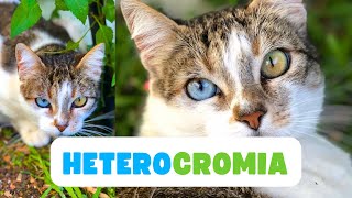 OLHOS DE CORES DIFERENTES  HETEROCROMIA EM GATOS [upl. by Kecaj]