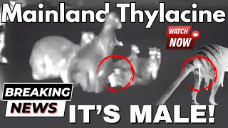 The Mainland Thylacine is a Boy  NOT EXTINCT  Tasmanian Tiger  Infiray TS60 Tube 4K HD [upl. by Hako]