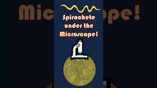 Spiral Bacteria Spirochete Under the Microscope Spirochete microscopeview scienceshorts [upl. by Eessej]