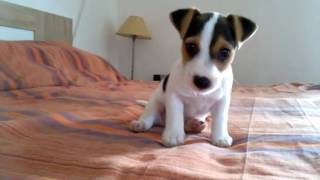 Jack Russel puppy 49 days old [upl. by Ahders]