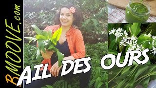 Comment cueillir lAIL DES OURS et recette de PESTO [upl. by Tanaka]