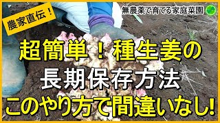 【生姜栽培】大好評！誰でもできる長期保存のコツ【有機農家直伝！無農薬で育てる家庭菜園】 241031 [upl. by Audwin]