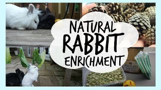 Natural Rabbit Enrichment [upl. by Pip]