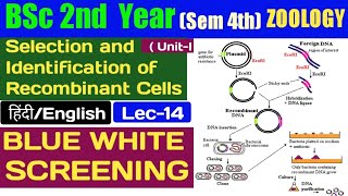 BLUE WHITE SCREENING in HindiBSc 4th sem Zoology Selection and Identification of Recombinant Cells [upl. by Baras]