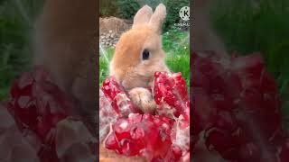 Rabbit amp pomegrante petanimals funny viral trading shorts vibes [upl. by Oicam791]