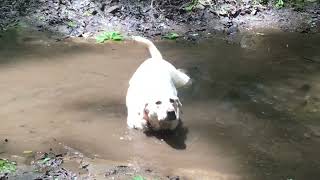 5 mins of Jasper playing in the water [upl. by Sokram]