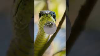 🙏 दुनिया का सबसे खतरनाक सांप  Most Venomous Snake In The World short snake viralvideo trend 🙏 [upl. by Maddi214]