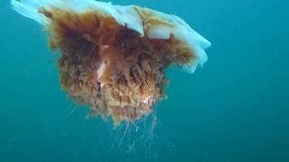 Giant Lions Mane Jellyfish HD Video [upl. by Thibault891]