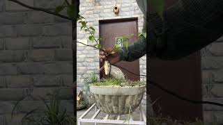 Bougainvillea bonsai bonsai [upl. by Glasgo]