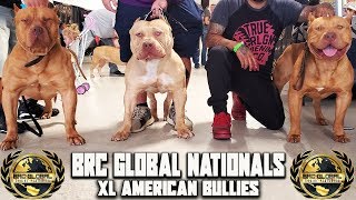 XL AMERICAN BULLYS  THE 2019 BRC GLOBAL NATIONALS [upl. by Alton]