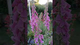 Birdsong and Beautiful Foxgloves Digitalis Flowers Early Summer Gardens [upl. by Tankoos]