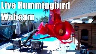 Live Hummingbird Web Cam in Arizona [upl. by Nnaul]