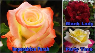 Rose Varieties Imperatrice Farah Black Lady Party Time and many more By Garden Gyan [upl. by Eerol689]