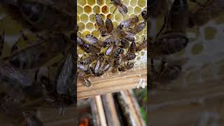 ASMR No Context honey bees part 4 Wax making beelife beefriendly bee honey [upl. by Lachlan]