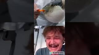 Pufferfish eating carrot Pedro Pascal meme [upl. by Miarzim]