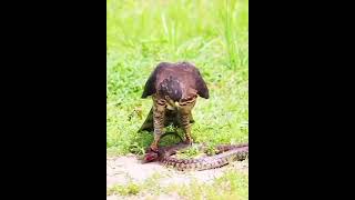 Bird vs snake shorts wildlife animals survival hunting food snake birds [upl. by Adi]