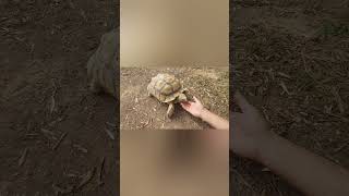 Tortuga sulcata sube escalon turtlesulcatatortoisegardentortoise [upl. by Aniryt]