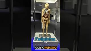 Uma palhinha da Exposição do corpo humano exposicaodocorpohumanosp [upl. by Odlareg]