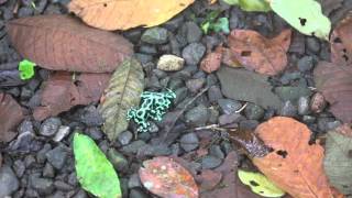 Poison Dart Frogs Fighting in Costa Rica [upl. by Akemak910]