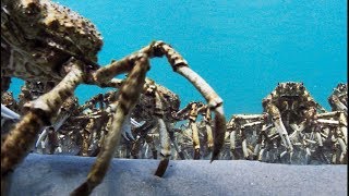 Army Of Spider Crabs Shed Their Shells  Blue Planet II [upl. by Koloski]