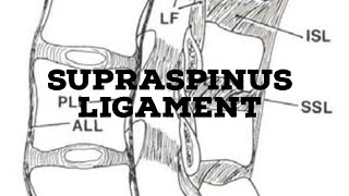 Supraspinous ligament [upl. by Emirac]