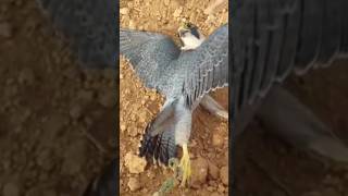 Peregrine falcon bird hunting [upl. by Penman]