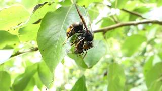 Abeilles Un frelon asiatique attrape et dévore une pauvre abeille [upl. by Arlynne]