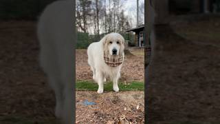 Alain アラン greatpyrenees todaysrunrun グレートピレニーズ 今日のルンルン [upl. by Tonneson386]