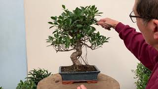 Ficus Bonsai Care and Pruning [upl. by Roydd]