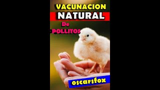 Vacunacion Natural de Pollitos en Casa Oscarsfox como vacunar pollos Shorts [upl. by Aneelahs]