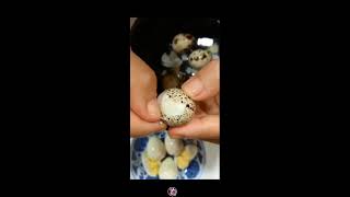 QUAIL EGG🤚🤚CRACKING ANG PEELING viralvideo satisfying egg [upl. by Gregorius]