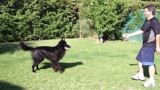 Ovejero Belga Groenendael Juega con su dueño  Belgian Shepherd [upl. by Leffert]