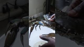 CRAB VS MY FINGER shorts viral fails funny meme [upl. by Borlow]