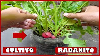 APRENDE A CULTIVAR RABANITOS EN MACETAS [upl. by Chessa]