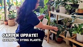 Catching Up With My Plants  Saving a Dying Monstera [upl. by Nnylyam656]