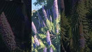 The Pride of Madeira Echium candicans armidale nature australiancity flowers travel [upl. by Skippie]