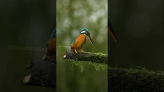 The Vibrant Life of Kingfisher Birds [upl. by Weiner337]