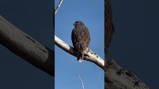 Black Ferruginous Hawk falconry [upl. by Ogdan]