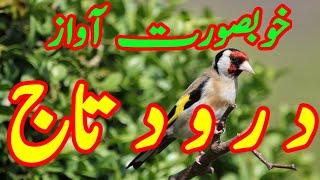 Daily Darood Sharif  Darood e Taj  beautiful Voice Darood Taj  by Imtiaz Ahmad  Ep43 [upl. by Doone]