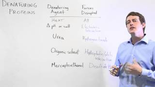 Protein Denaturation [upl. by Debora]