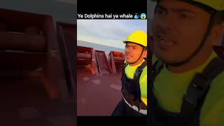 Wo dolphins tha ya whale ke bachhe 🐋😱msc ship viralvideo whale dolphin trending youtubeshorts [upl. by Anilehcim]