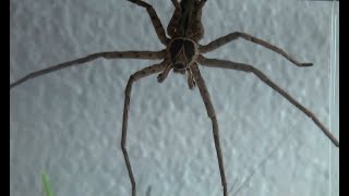 World’s Fastest Spider in Action Giant Huntsman Spider [upl. by Cathyleen]