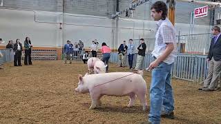 Keystone 2024 Crossbred Gilts [upl. by Floyd]