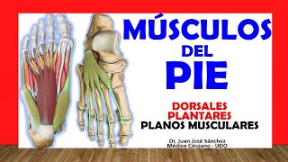 🥇 MÚSCULOS DEL PIE DORSALES Y PLANTARES Fácil Rápido y Sencillo [upl. by Kenlay]