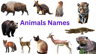 Animals names  Learn Animals Name in English  Animals Names You Didn’t Know in English english [upl. by Bonucci]