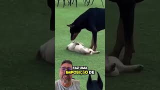 QUANDO UM CACHORRO ADULTO EDUCA UM FILHOTE  cachorro adestramentos [upl. by Hatty]