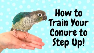 How to Teach Your Conure to Step Up  Parrot Training  BirdNerdSophie [upl. by Weidner]