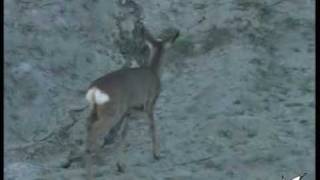 Female adults and young of Roe deer [upl. by Nylarad541]