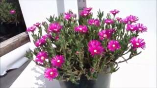 Best Flowering Perennials  Delosperma cooperi  Ice plant [upl. by Adah]