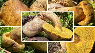 SchmarotzerRöhrling essbar Verwechslung  Parasitischer Röhrling Pseudoboletus parasiticus [upl. by Jessabell]